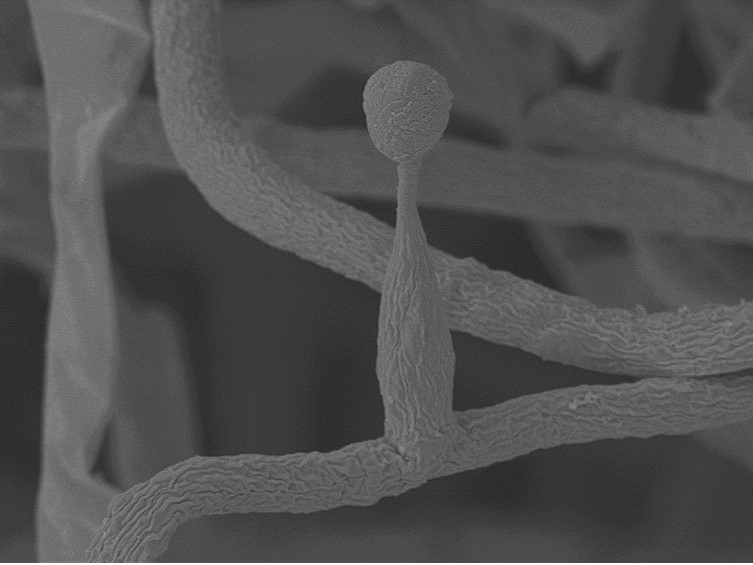 Ophiocordyceps mosingtoensis